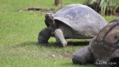 拍一只在草地上行走的大乌龟